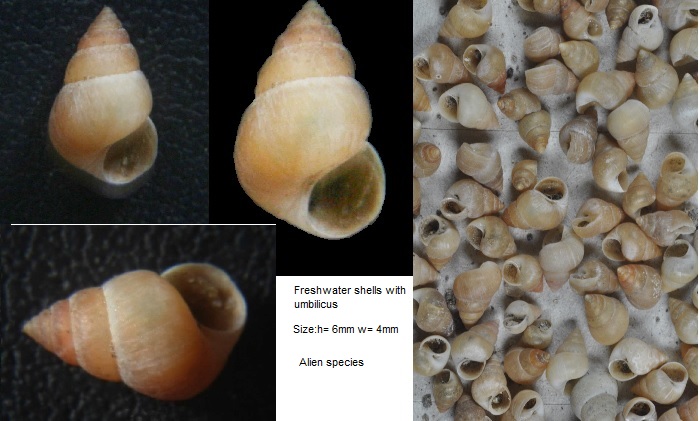 Alien freshwater snails